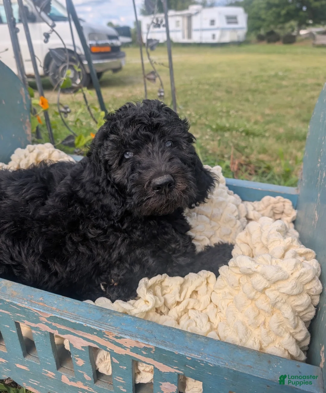 Labradoodle dogs for sale: Labradoodle 3 - Ad 2