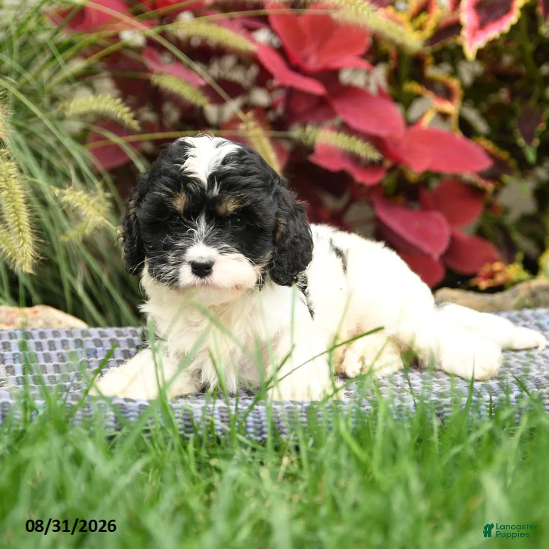 Cavapoo dogs for sale: Sebastian - Ad 3
