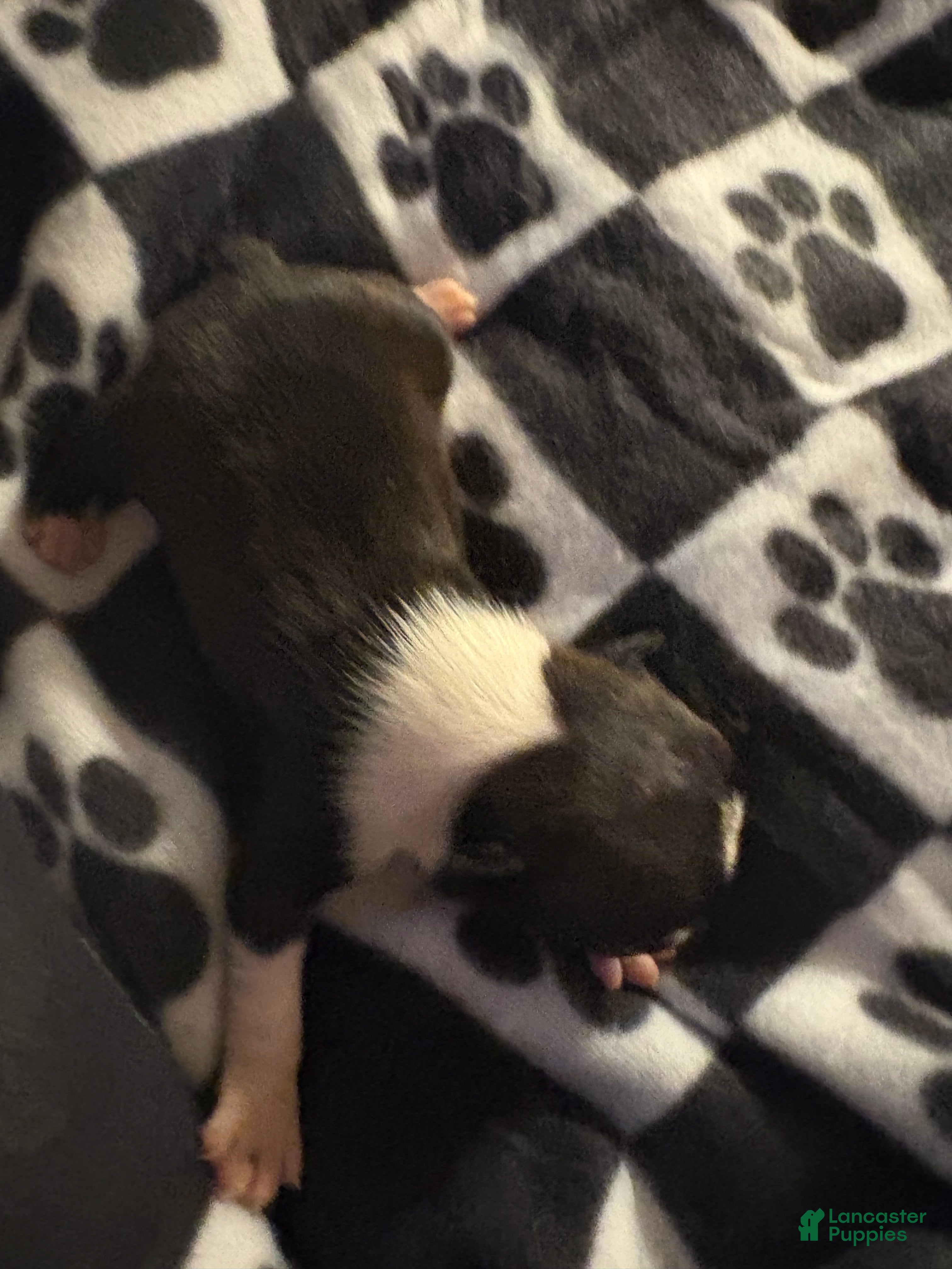 Boston Terrier dogs Ariel - Ad 26
