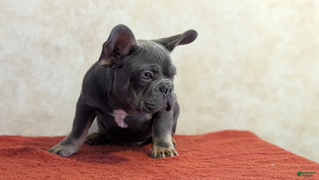 French Bulldog dogs for sale: Kai - Ad 8