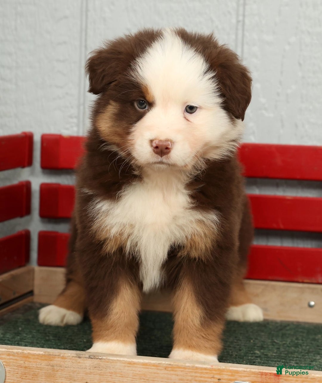 Australian Shepherd dogs for sale: Esta - Ad 4