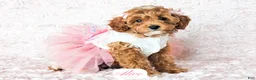 Cavapoo dogs for sale: Alice - Ad 26