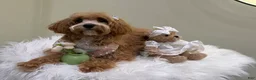 Maltipoo dogs for sale: Lavender  - Ad 4