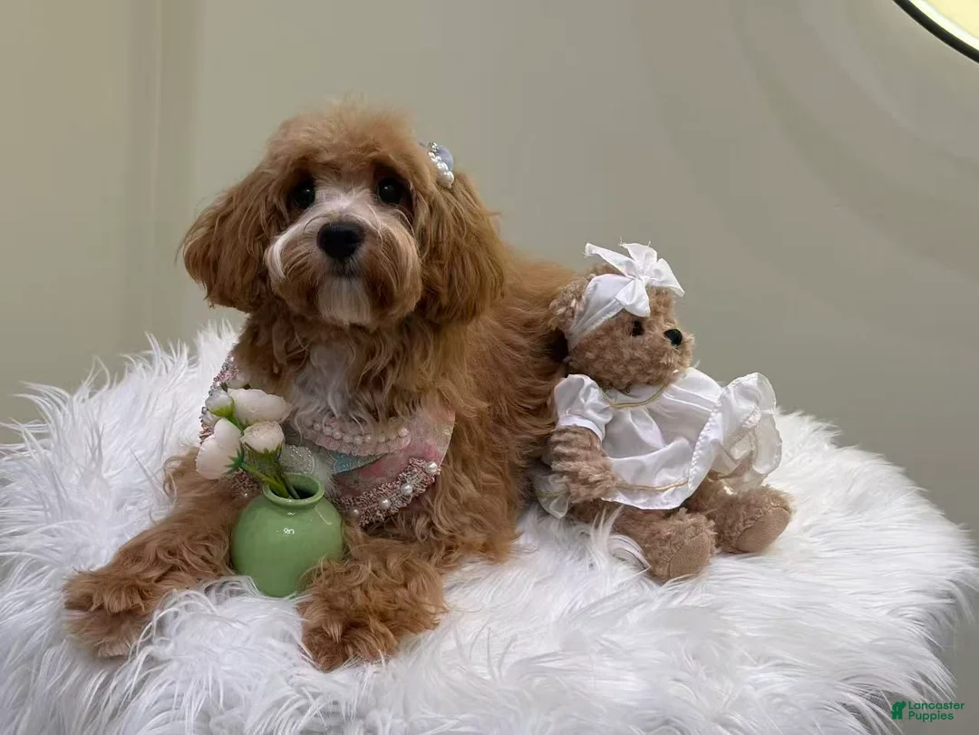 Maltipoo dogs for sale: Lavender  - Ad 4