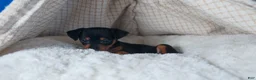 Miniature Pinscher dogs for sale: ANNIE - Ad 9