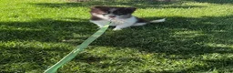 Pomsky dogs for sale: Batman - Ad 4