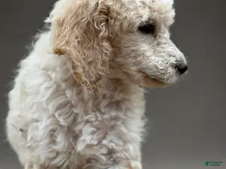 Standard Poodle dogs Standard Poodle Puppy 4 - Ad 33