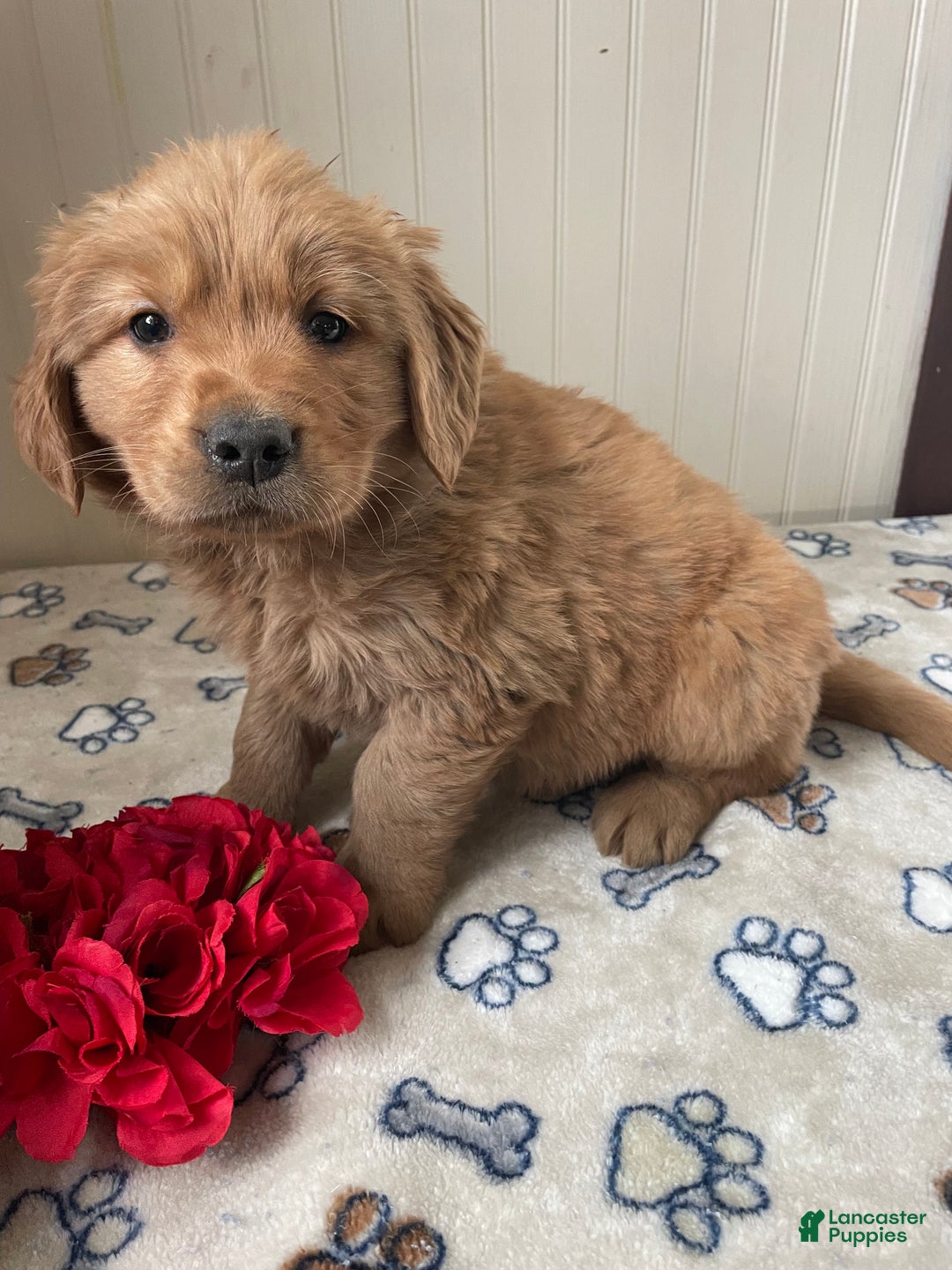 Golden Retriever dogs for sale: Rodney - Ad 3