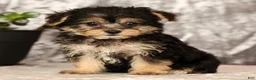Yochon dogs for sale: Violet - Ad 2