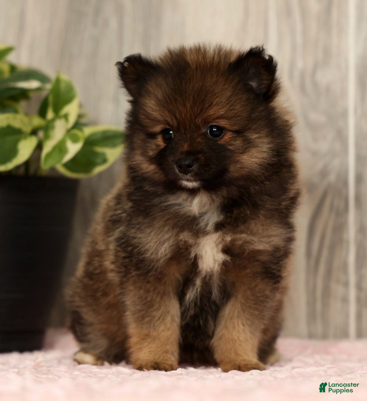 Pomeranian dogs Toffee - Ad 1
