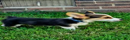 Welsh Corgi Pembroke dogs for sale: Blue Male - Ad 1