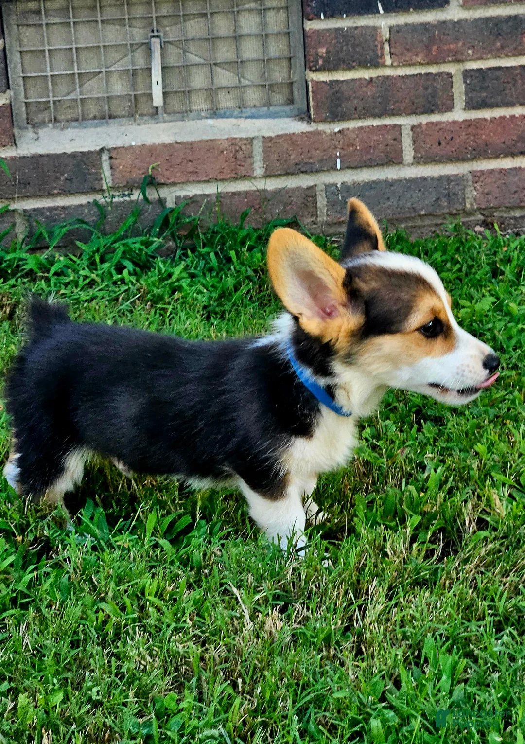 Welsh Corgi Pembroke dogs for sale: Blue Male - Ad 1