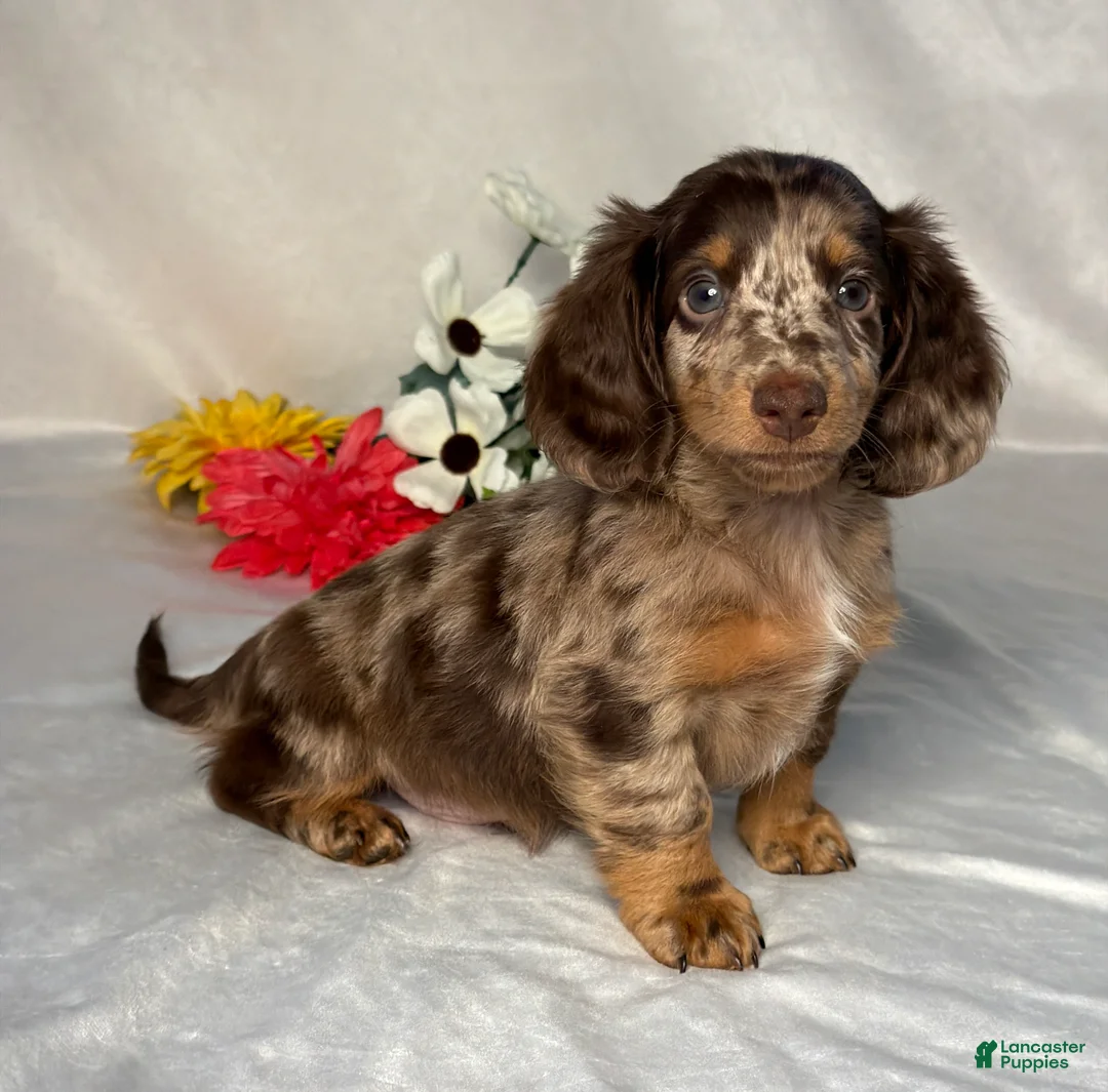 Miniature Dachshund dogs for sale: Logan - Ad 2