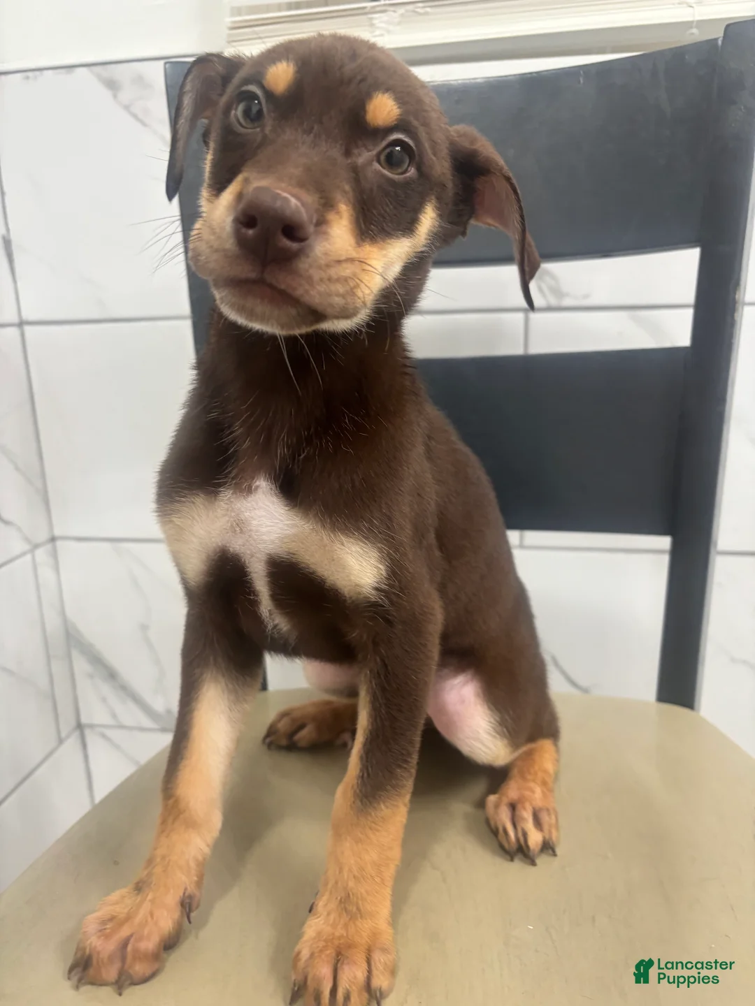 Mixed Breed dogs for sale: Mixed Breed Puppy 3 - Ad 3