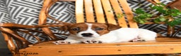 Jack Russell Terrier dogs for sale: Splashes - Ad 3
