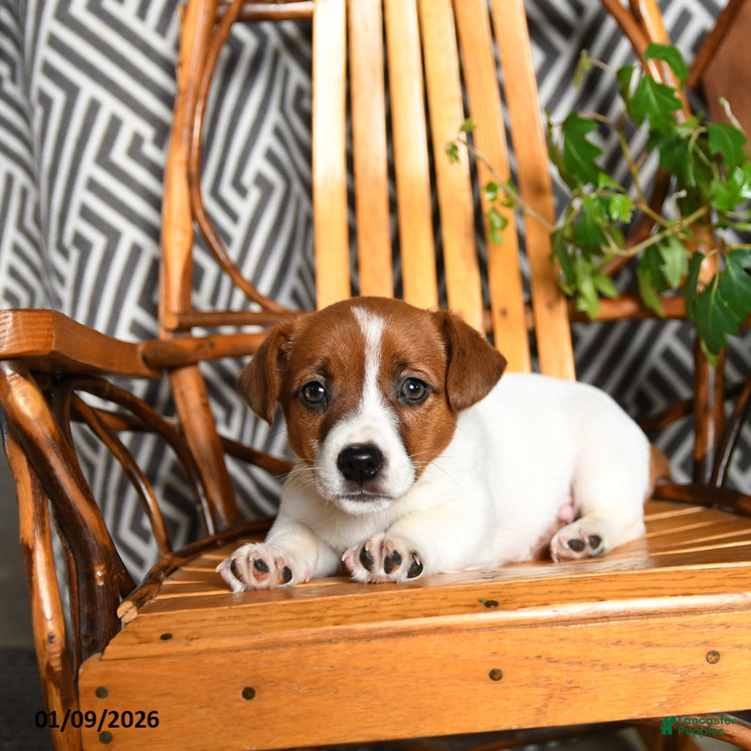 Jack Russell Terrier dogs for sale: Splashes - Ad 3