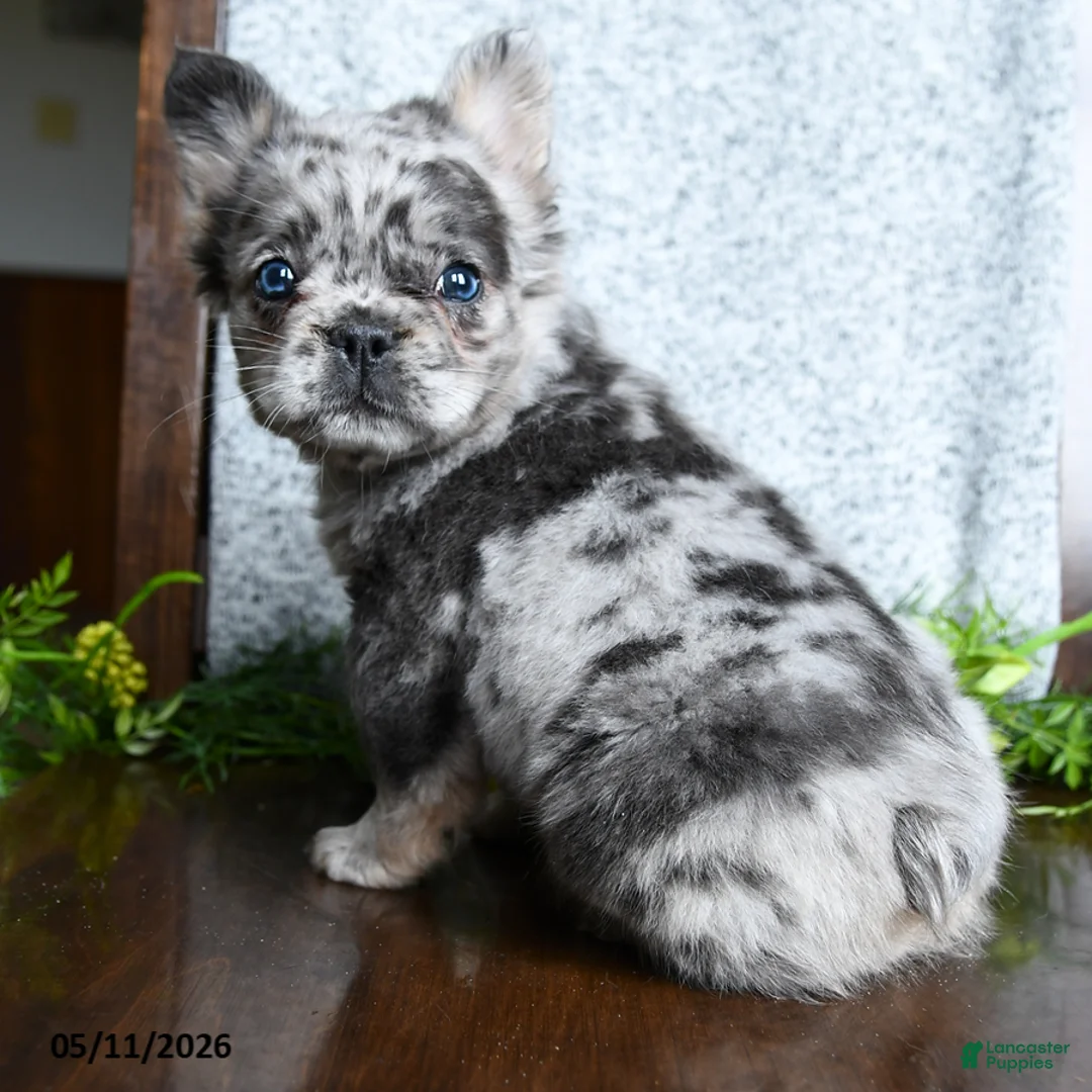 French Bulldog dogs for sale: Daisy - Ad 5