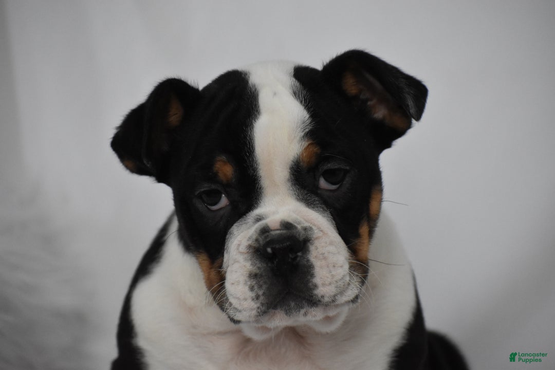 Mixed Breed dogs for sale: Tyson - Ad 9