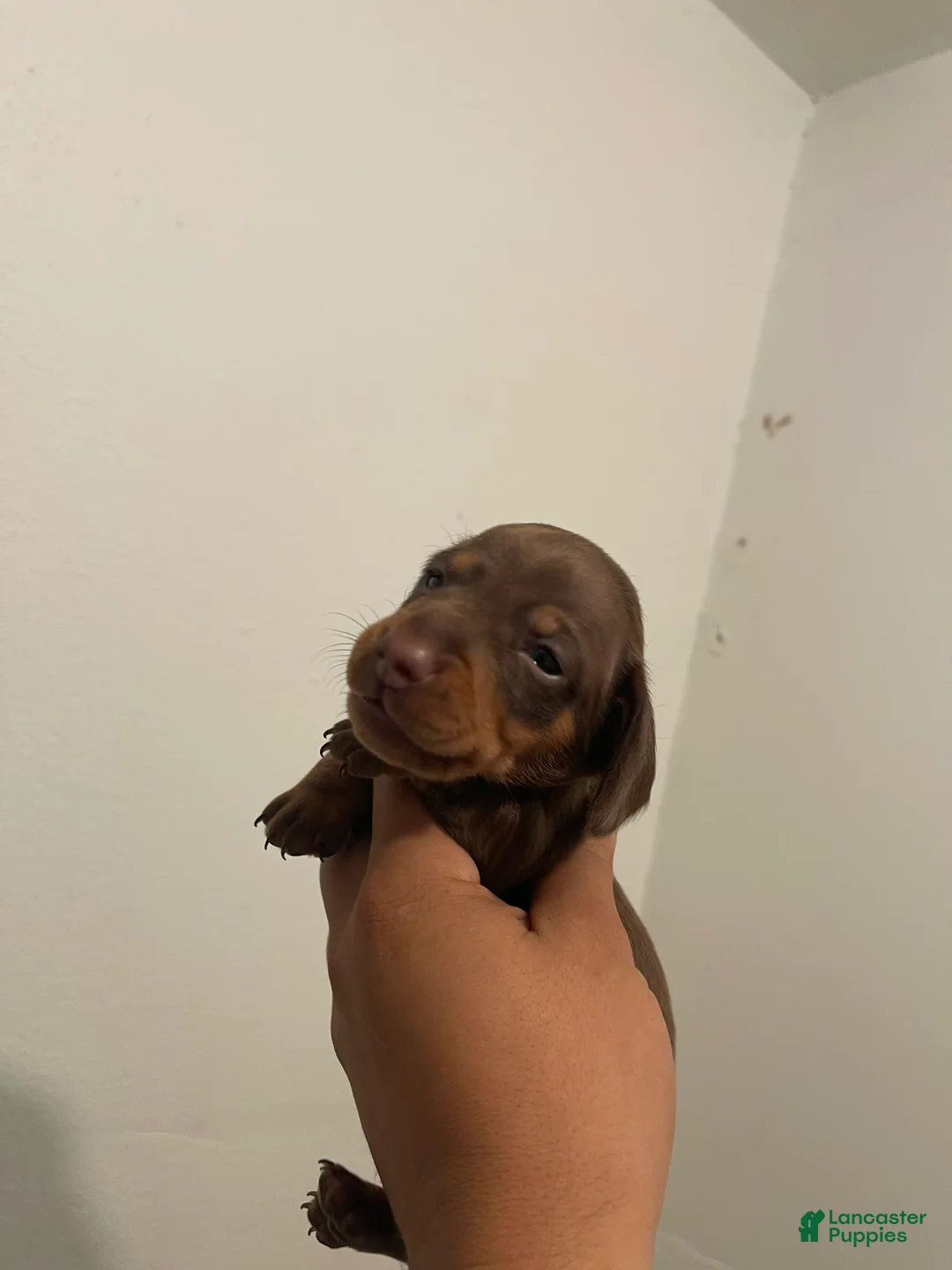 Miniature Dachshund dogs for sale: Miniature Dachshund 1 - Ad 2