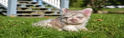 French Bulldog dogs for sale: O’CONNER Isabella Merle Floodle fluffy male  - Ad 4