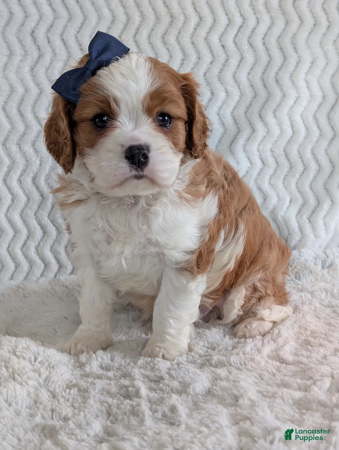 Cavalier King Charles Spaniel dogs for sale: Riley - Ad 1