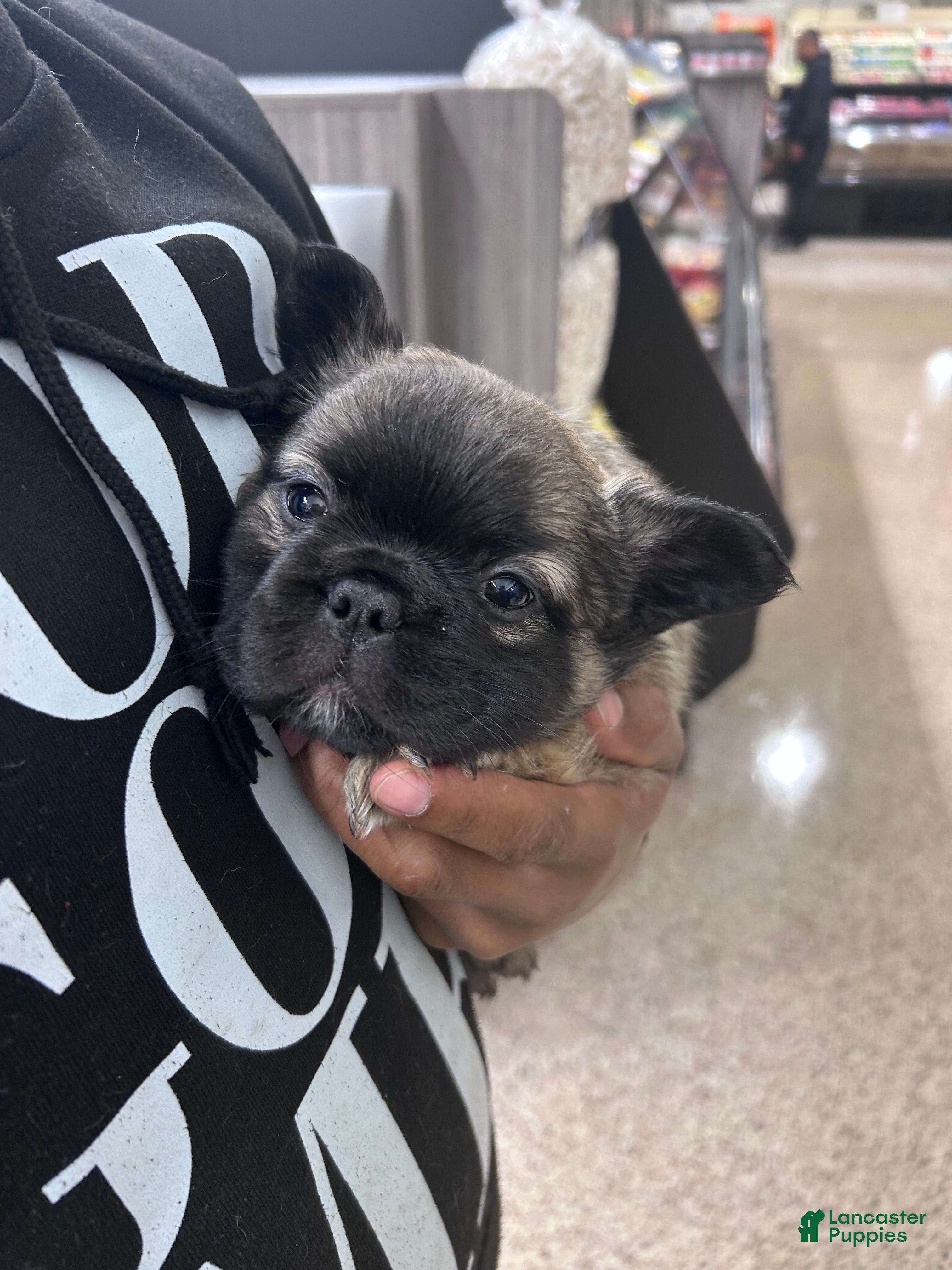 French Bulldog dogs French Bulldog Puppy  - Ad 15