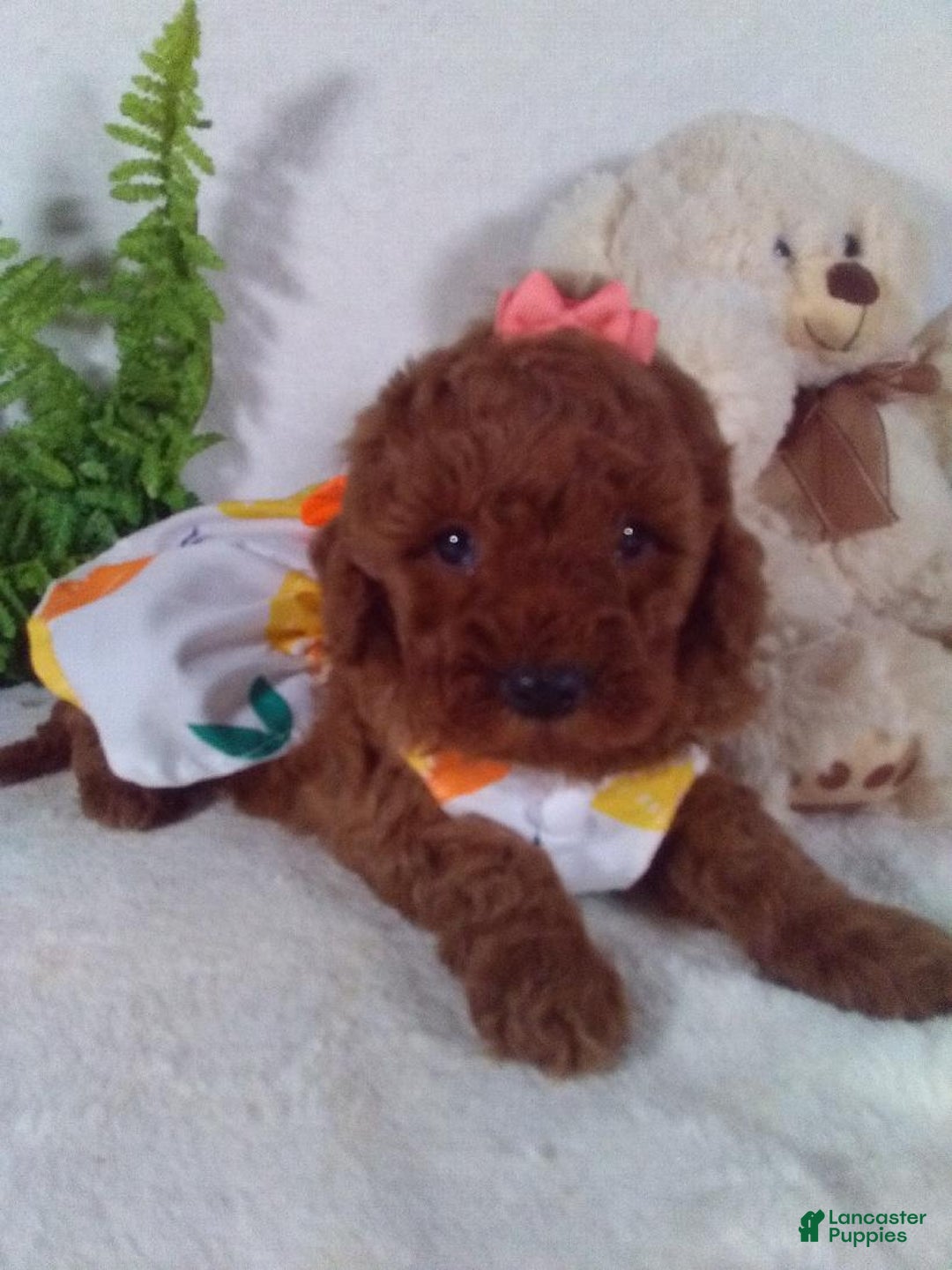 Cavapoo dogs for sale: Jasmine - Ad 3