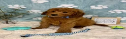 Mini Goldendoodle dogs for sale: Zane - Ad 11
