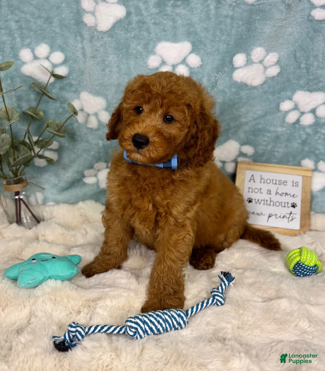 Mini Goldendoodle dogs for sale: Zane - Ad 11