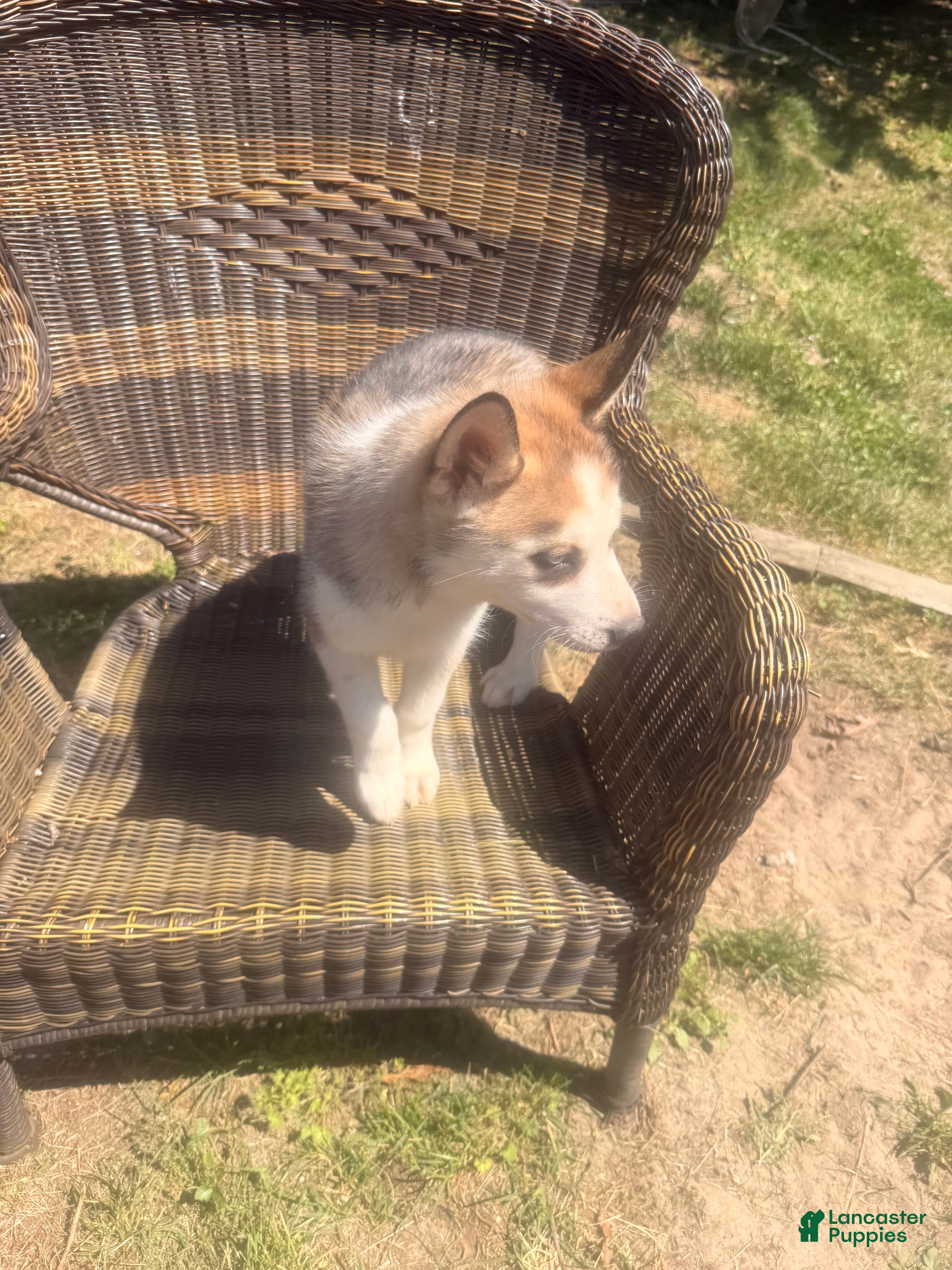 Alaskan Husky dogs Luna the Alaskan Husky Puppy  - Ad 3