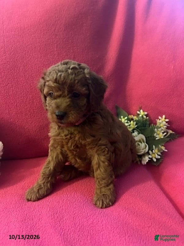 Cockapoo dogs Maple - Ad 1