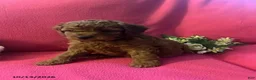 Cockapoo dogs for sale: Maple - Ad 1