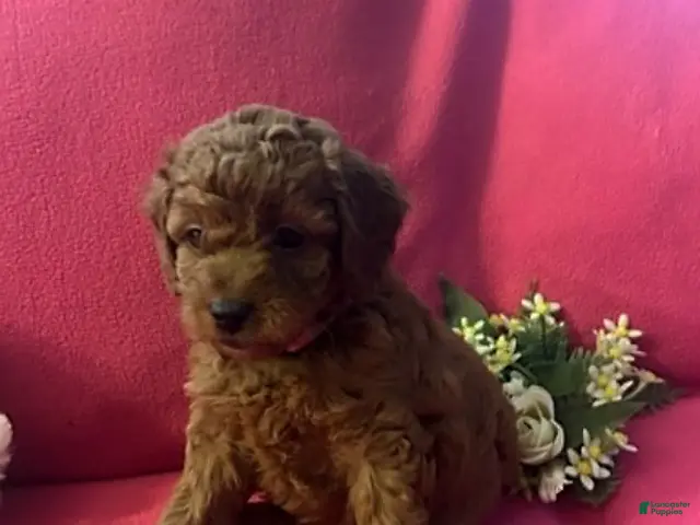 Cockapoo dogs for sale: Maple - Ad 1