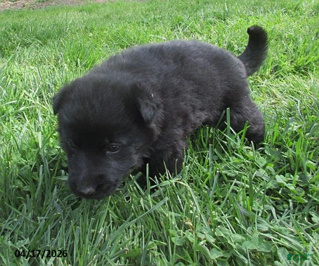 German Shepherd dogs for sale: Volvo - Ad 2