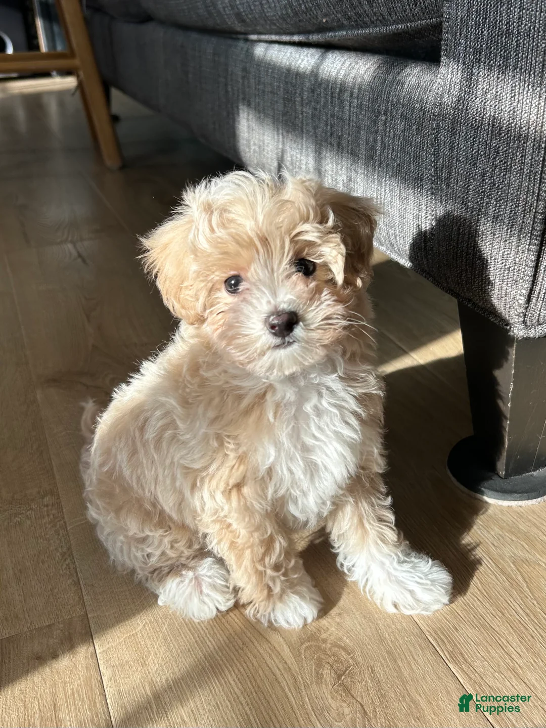 Maltipoo dogs for sale: Cream - Ad 1