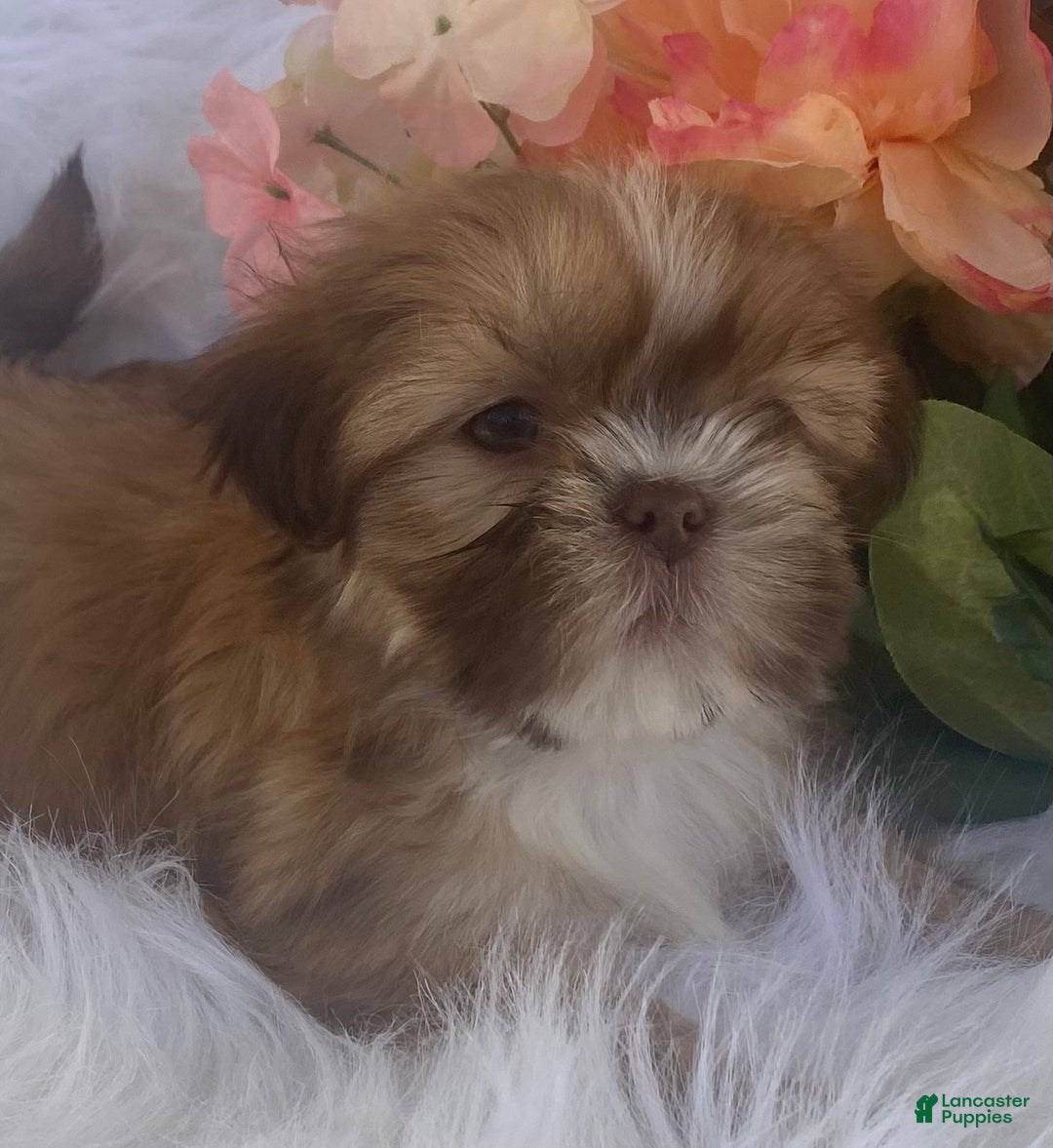 Mixed Breed dogs for sale: Clay - Ad 2