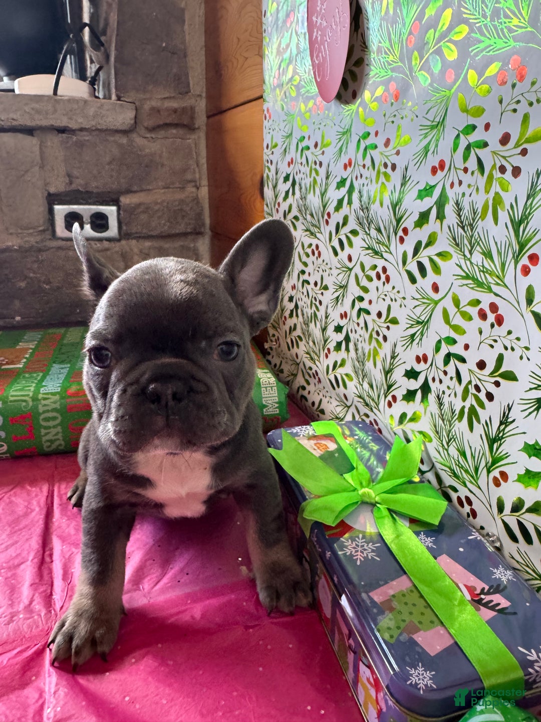 French Bulldog dogs for sale: ROSIE - Ad 6