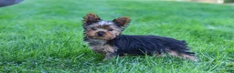 Yorkshire Terrier dogs for sale: Jay  - Ad 8