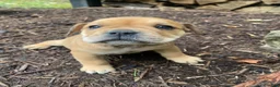 Mixed Breed dogs for sale: Layla - Ad 3