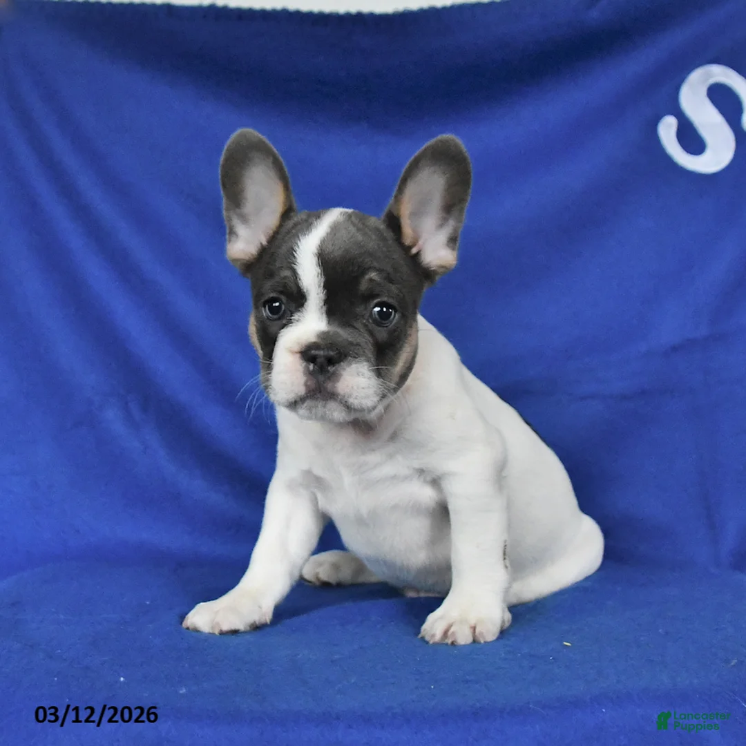 French Bulldog dogs for sale: Alex - Ad 2