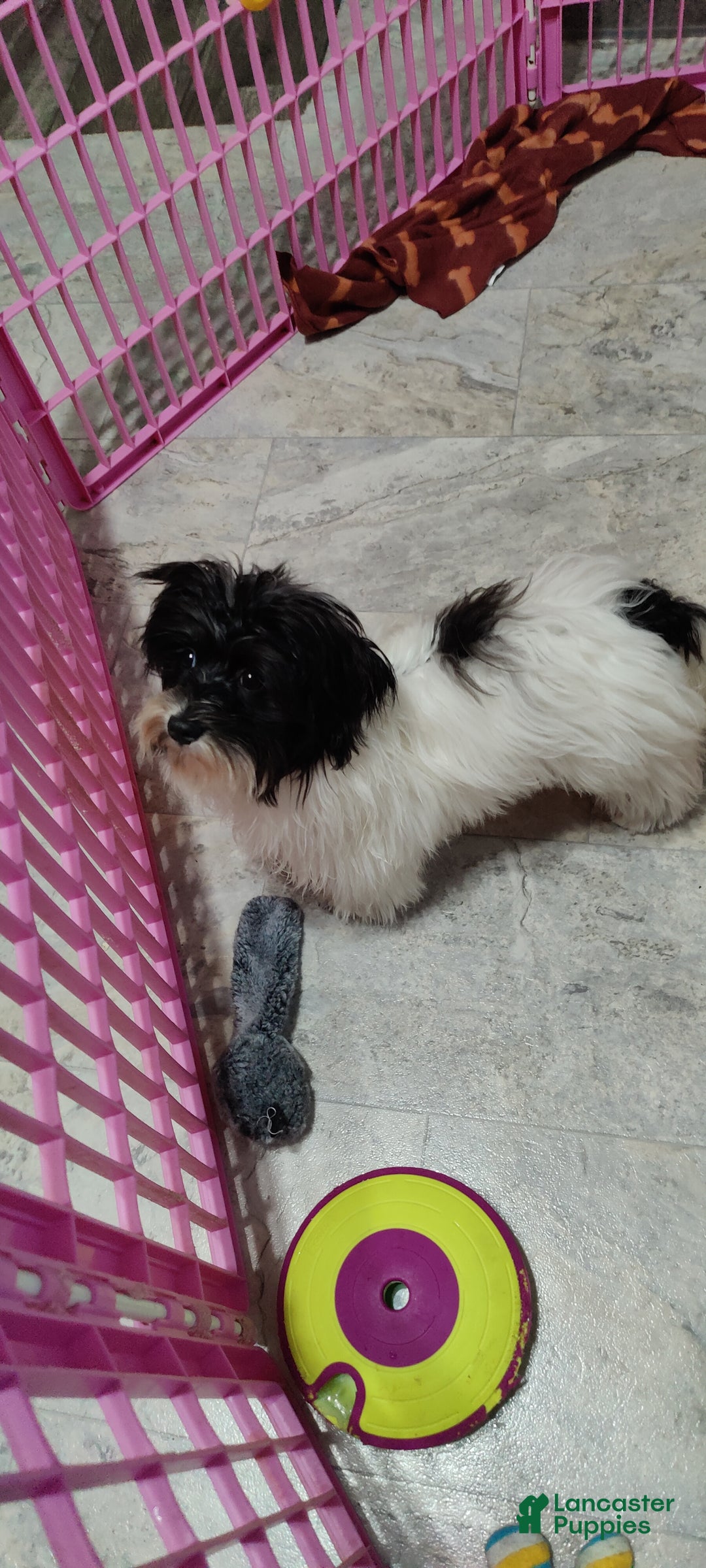 Havanese dogs for sale: Chance  - Ad 6