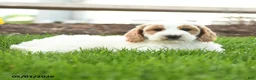 Goldendoodle dogs for sale: Tucker - Ad 2