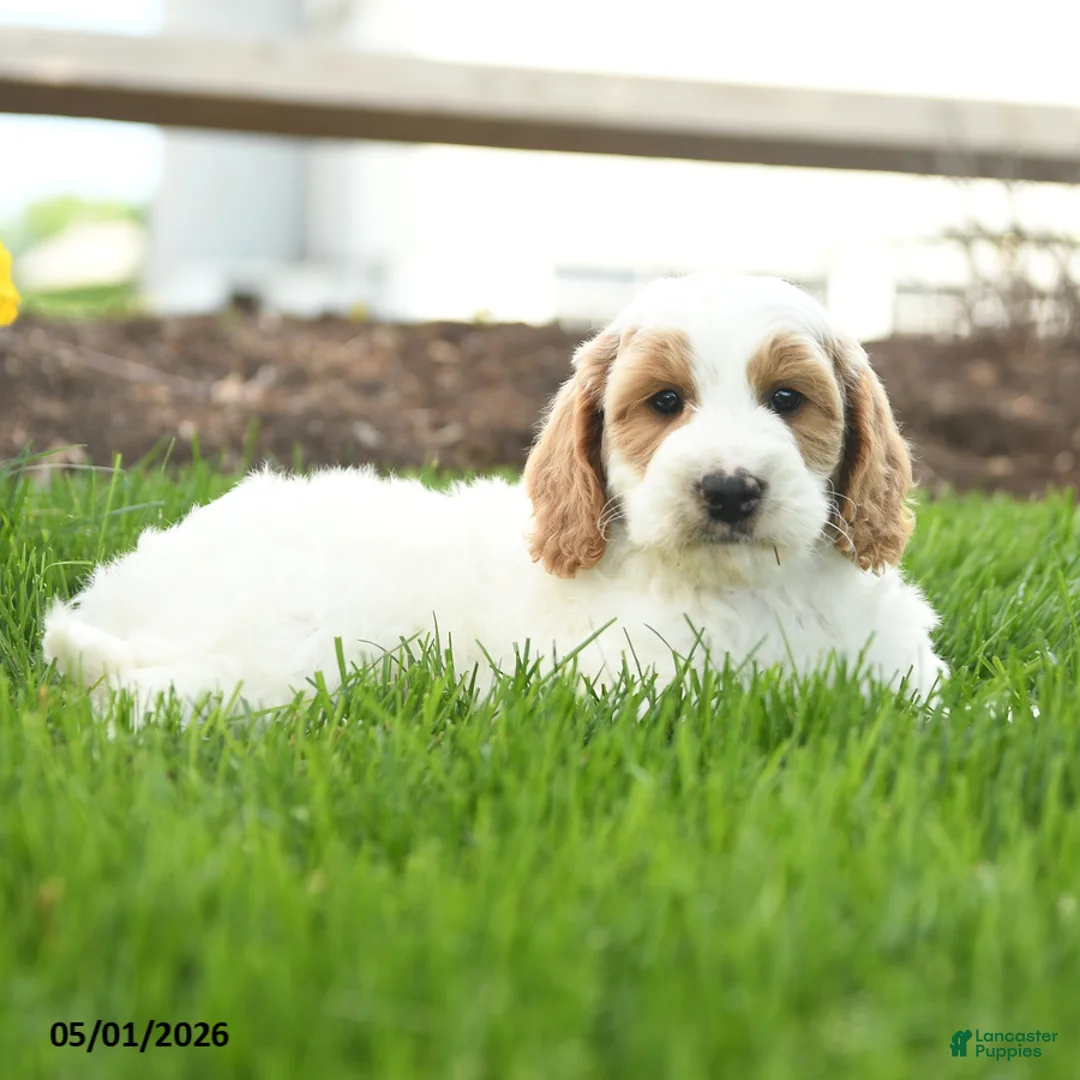 Goldendoodle dogs for sale: Tucker - Ad 2