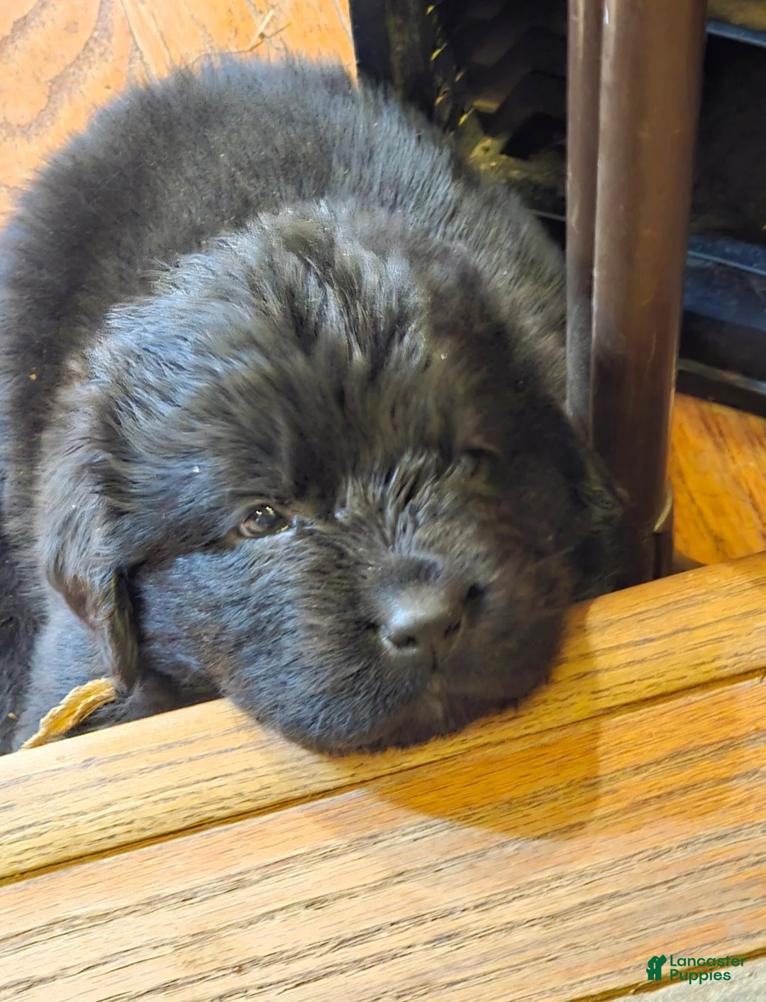 Gallery Image {{count}}