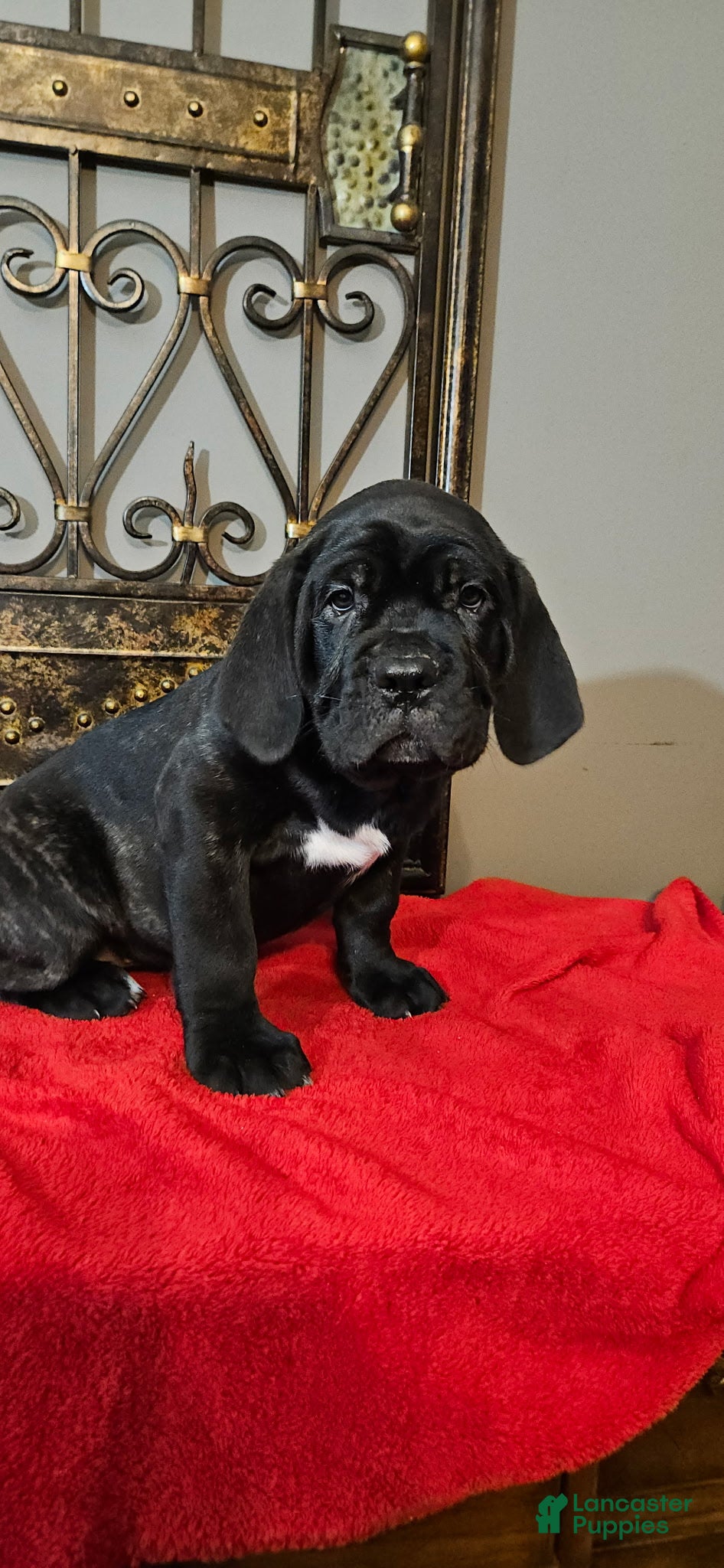 Cane Corso dogs Cane Corso Female Puppy Aspen - Ad 6