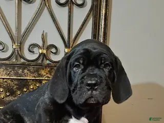 Cane Corso dogs Cane Corso Female Puppy Aspen - Ad 41