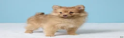 Pomeranian dogs for sale: Timmy - Ad 4
