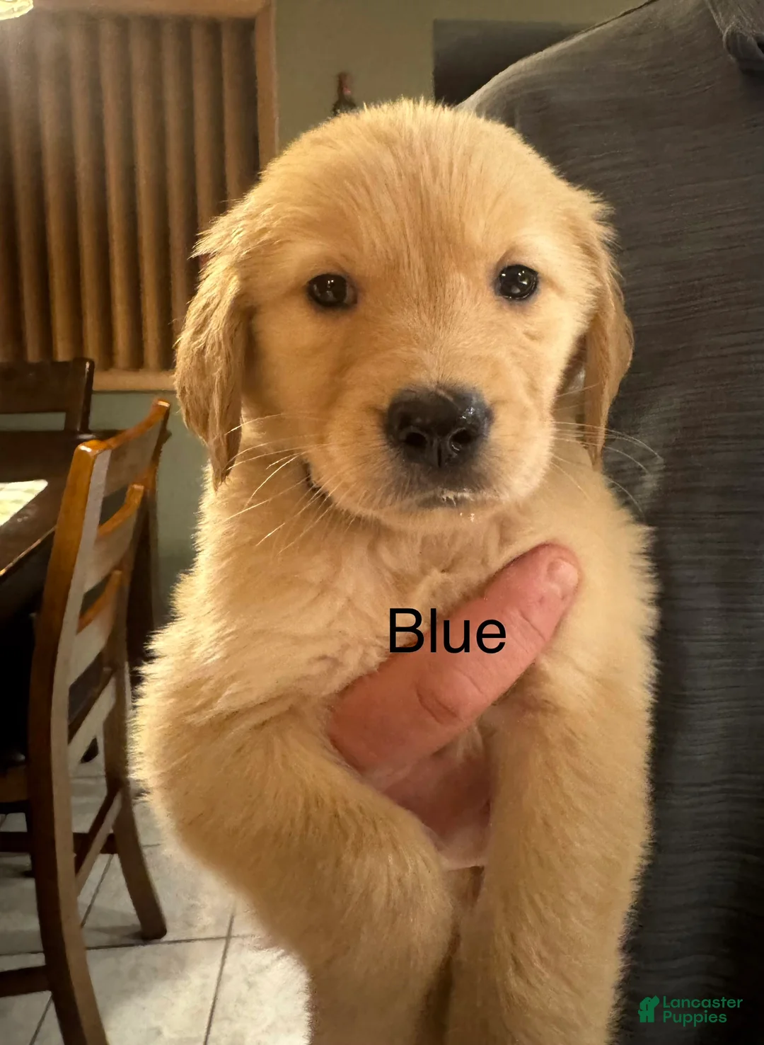 Golden Retriever dogs for sale: Purple - Ad 3