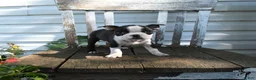 Boston Terrier dogs for sale: Cecil - Ad 4
