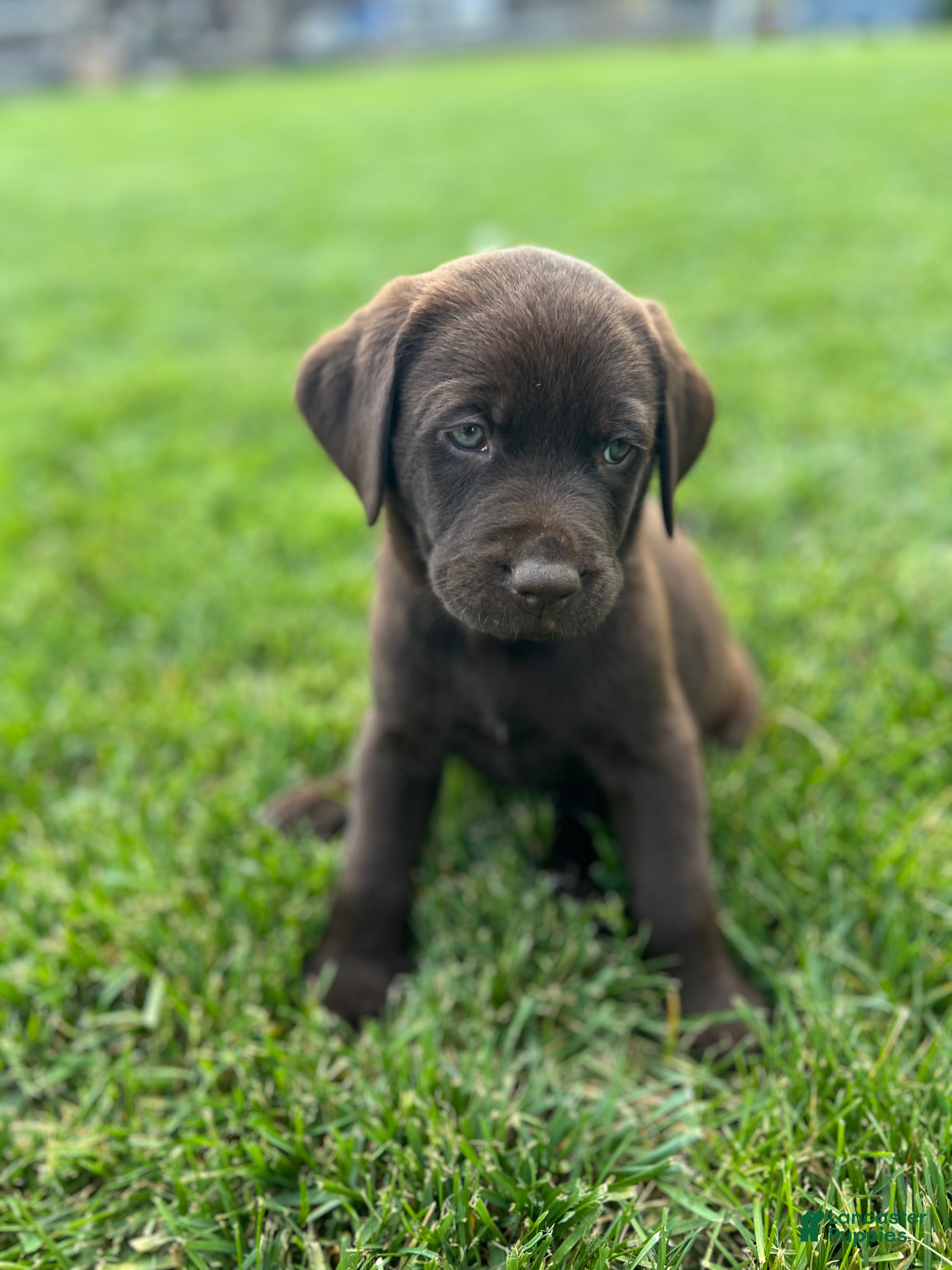 Labrador Retriever dogs Rush (Orange Collar) - Ad 1